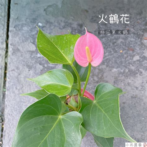 火鶴辦公室風水|【火鶴花風水】推薦這5種 